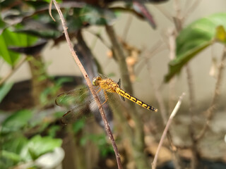 A close-up of a dragonfly perched gracefully on a dry twig captures nature’s delicate balance. The dragonfly’s translucent wings shimmer in the light, revealing intricate veins.