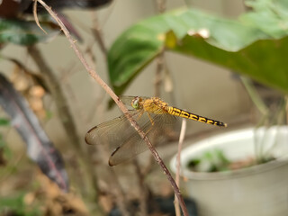 A close-up of a dragonfly perched gracefully on a dry twig captures nature’s delicate balance. The dragonfly’s translucent wings shimmer in the light, revealing intricate veins.
