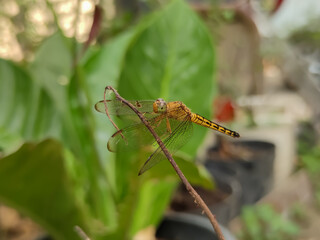 A close-up of a dragonfly perched gracefully on a dry twig captures nature’s delicate balance. The dragonfly’s translucent wings shimmer in the light, revealing intricate veins.