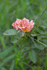 Beautiful pink white rose flower closeup in garden, A very beautiful rose flower bloomed on the rose tree, Rose flower, bloom flowers, Natural spring flower,  Nature