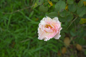 Beautiful pink white rose flower closeup in garden, A very beautiful rose flower bloomed on the rose tree, Rose flower, bloom flowers, Natural spring flower,  Nature