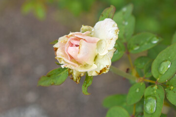 Beautiful pink white rose flower closeup in garden, A very beautiful rose flower bloomed on the rose tree, Rose flower, bloom flowers, Natural spring flower,  Nature