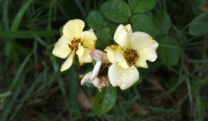 Beautiful yellow rose flower closeup in garden, A very beautiful rose flower bloomed on the rose tree, Rose flower, bloom flowers, Natural spring flower,  Nature