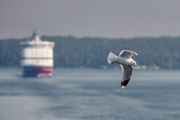 Seagull flying over a calm sea with a cruise ship in the background. Finland