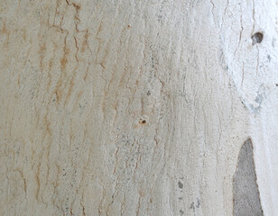 Eucalyptus tree bark texture, Bark of eucalyptus tree, seamless texture, a eucalyptus tree bark texture background image