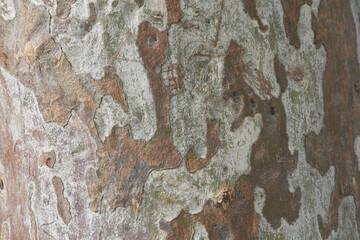Eucalyptus tree bark texture, Bark of eucalyptus tree, seamless texture, a eucalyptus tree bark texture background image
