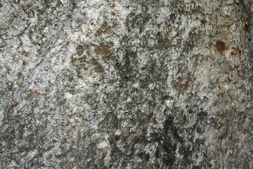Old tree texture. Bark pattern, For background wood work, Bark of brown hardwood, thick bark hardwood, residential house wood. nature, tree, bark, hardwood, trunk, tree, tree trunk close up texture