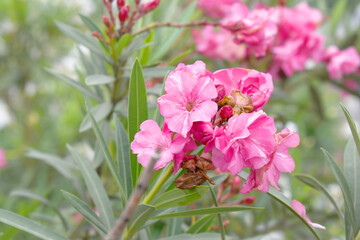 Nerium oleander in bloom, Pink siplicity bunch of flowers and green leaves on branches, Nerium Oleander shrub Pink flowers, ornamental shrub branches in daylight, bunch of flowers closeup