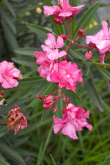 Nerium oleander in bloom, Pink siplicity bunch of flowers and green leaves on branches, Nerium...