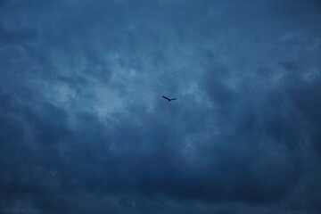 Ptak na ciemnym niebie © Adam