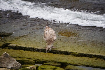Ptak szuka pożywienia © Adam