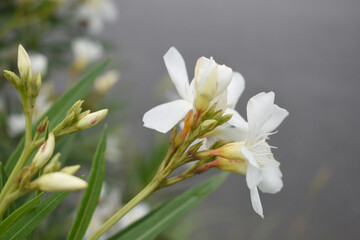 Nerium oleander in bloom, White siplicity bunch of flowers and green leaves on branches, Nerium...
