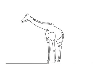 Continuous one line drawing of Giraffe with white background. Giraffe single line art vector illustration. Editable vector.