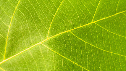 Modern Close-up shot reveals the intricate network of veins and texture on a vibrant green leaf. Natural premium photos for fresh and modern backgrounds.