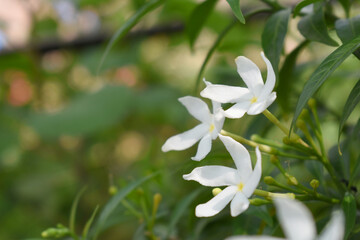 Fototapeta premium Jasminum sambac (Arabian jasmine or Sambac jasmine) is a species of jasmine native to tropical Asia, white flowers star shape on dark green background, closeup, small white flower, flowers blooming