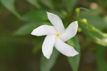 Jasminum sambac (Arabian jasmine or Sambac jasmine) is a species of jasmine native to tropical Asia, white flowers star shape on dark green background, closeup, small white flower, flowers blooming