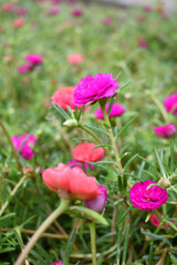 Portulaca grandiflora or moss rose purslane flower closeup, Closeup red moss rose purslane (portulaca grandiflora) flowers in garden tropical, delicate dreamy of beauty of nature with green leaves