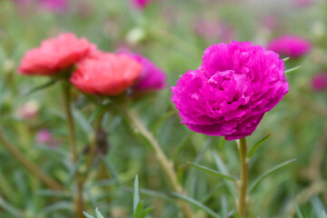 Portulaca grandiflora or moss rose purslane flower closeup, Closeup red moss rose purslane (portulaca grandiflora) flowers in garden tropical, delicate dreamy of beauty of nature with green leaves