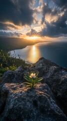 A small white flower is growing on a rock near the ocean