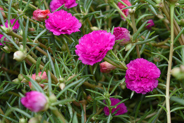 Portulaca grandiflora or moss rose purslane flower closeup, Closeup red moss rose purslane (portulaca grandiflora) flowers in garden tropical, delicate dreamy of beauty of nature with green leaves