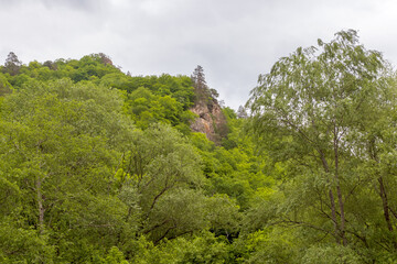 nature park , spring mood and a walk through the forest on a sunny day