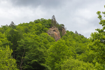 nature park , spring mood and a walk through the forest on a sunny day