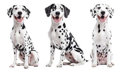 A cute Dalmatian and a playful Great Dane puppy sitting together against a white background