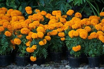 Macetas con flores de caléndula o cempasúchil 