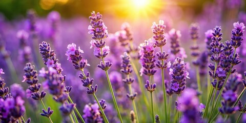 Naklejka premium A vibrant lavender field bathed in the warm glow of the setting sun, showcasing delicate purple blooms and a soft, romantic atmosphere
