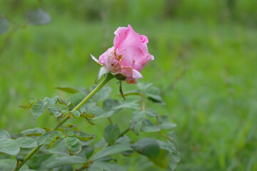 Beautiful pink rose flower closeup in garden, A very beautiful rose flower bloomed on the rose tree, Rose flower, bloom flowers, Natural spring flower,  Nature
