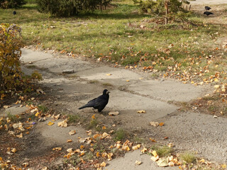 Black rooks walk on grass and dry leaves in autumn. Black birds rooks on a clearing in the park. Background. City birds.