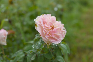 Beautiful pink rose flower closeup in garden, A very beautiful rose flower bloomed on the rose tree, Rose flower, bloom flowers, Natural spring flower,  Nature