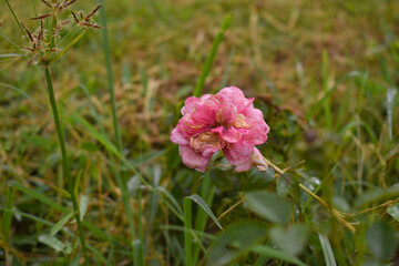 Fototapeta premium Beautiful pink rose flower closeup in garden, A very beautiful rose flower bloomed on the rose tree, Rose flower, bloom flowers, Natural spring flower, Nature