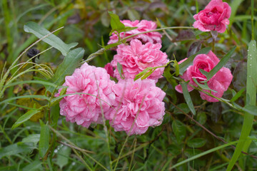 Beautiful pink rose flower closeup in garden, A very beautiful rose flower bloomed on the rose tree, Rose flower, bloom flowers, Natural spring flower,  Nature