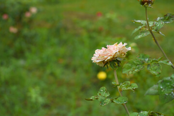 Beautiful pink rose flower closeup in garden, A very beautiful rose flower bloomed on the rose tree, Rose flower, bloom flowers, Natural spring flower,  Nature