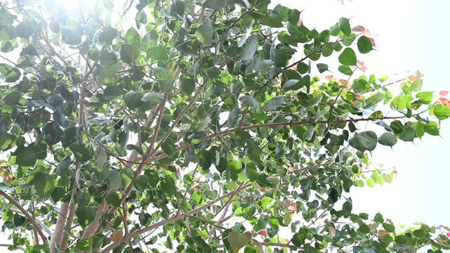 Bodhi tree. Ficus religiosa. Sacred fig. Nature background