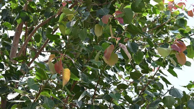 Bodhi tree. Ficus religiosa. Sacred fig. Nature background