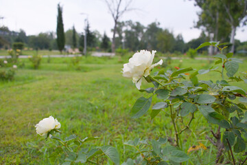Beautiful White rose flower closeup in garden, A very beautiful rose flower bloomed on the rose tree, Rose flower, bloom flowers, Natural spring flower,  Nature