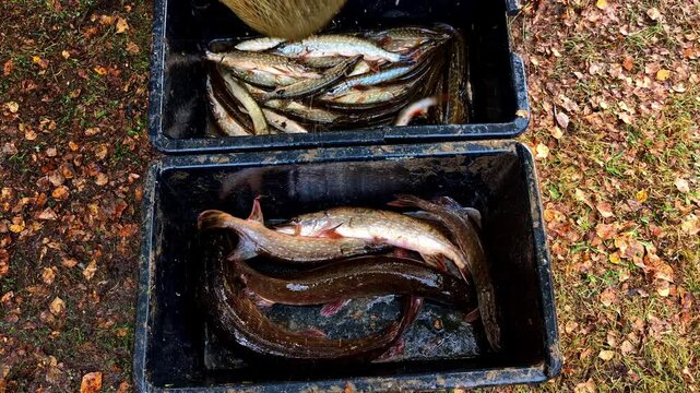 Sea fish fishing fisherman bucket full of fresh catch, cod trout alive raw