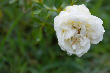 Beautiful White rose flower closeup in garden, A very beautiful rose flower bloomed on the rose tree, Rose flower, bloom flowers, Natural spring flower,  Nature