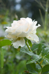 Beautiful White rose flower closeup in garden, A very beautiful rose flower bloomed on the rose tree, Rose flower, bloom flowers, Natural spring flower,  Nature