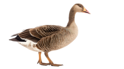 Grey Goose in Standing Position