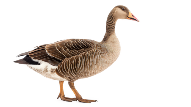 Grey Goose in Standing Position