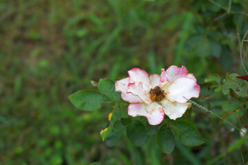 Beautiful pink white rose flower closeup in garden, A very beautiful rose flower bloomed on the rose tree, Rose flower, bloom flowers, Natural spring flower,  Nature