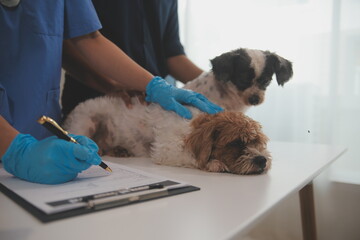 At a modern veterinary clinic, a Panshi Tzu puppy sits on an examination table. Meanwhile, a female veterinarian assesses the health of a healthy dog ​​being examined by a professional veterinarian.