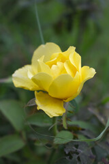 Beautiful yellow rose flower closeup in garden, A very beautiful rose flower bloomed on the rose tree, Rose flower, bloom flowers, Natural spring flower,  Nature