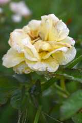 Beautiful yellow rose flower closeup in garden, A very beautiful rose flower bloomed on the rose tree, Rose flower, bloom flowers, Natural spring flower,  Nature