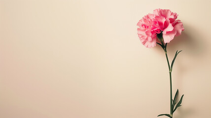 Pink Carnation Bloom Against Soft Pastel Background with Copy Space