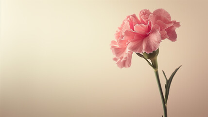 Pink Carnation Bloom Against Soft Pastel Background with Copy Space