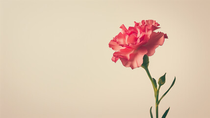 Obraz premium Pink Carnation Bloom Against Soft Pastel Background with Copy Space